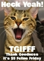 adopters Pounce on Feline Friday